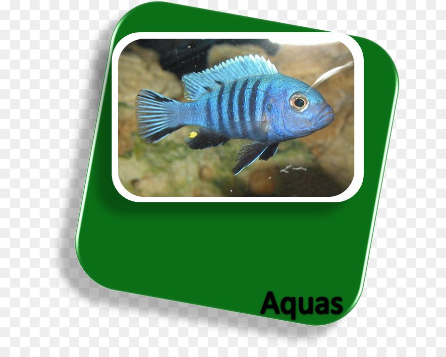 Ikan Berwarna Warni，Akuarium PNG