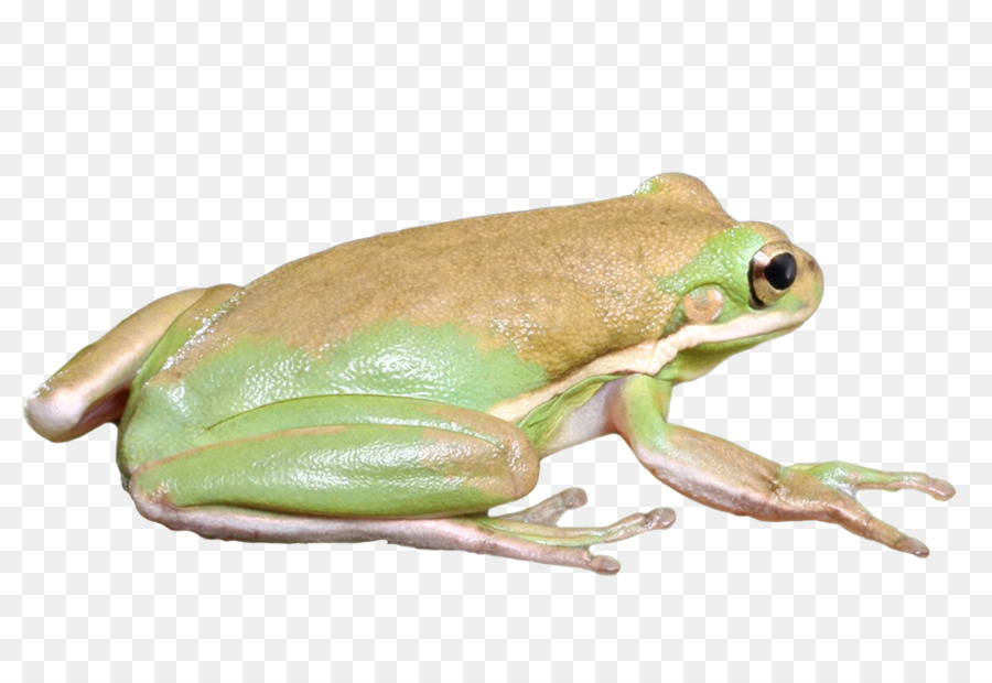 Katak，Amerika Bullfrog PNG