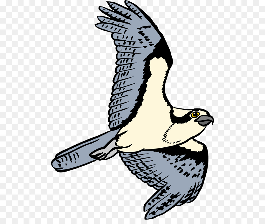 Burung，Osprey PNG