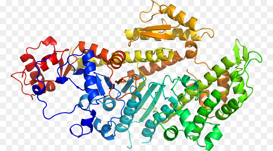 Struktur Protein，Biologi PNG