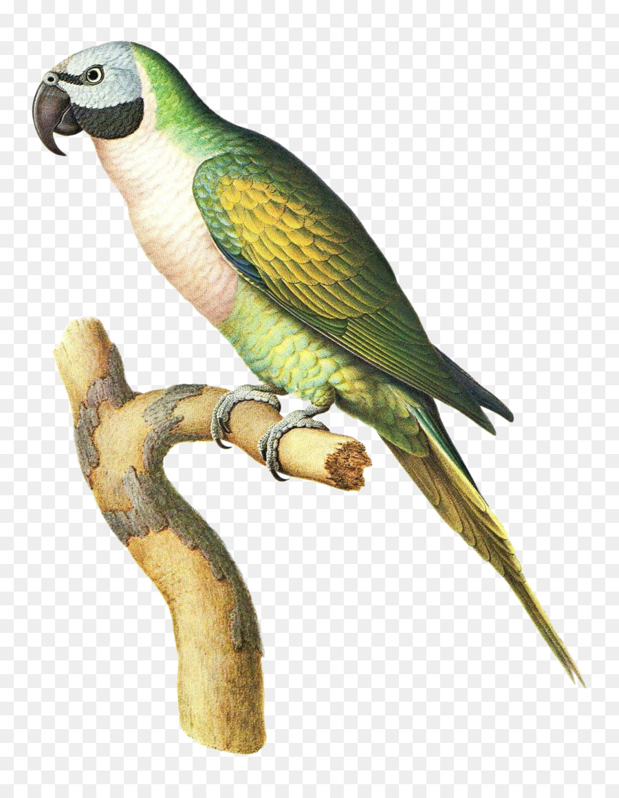 Burung Kesturi，Burung PNG