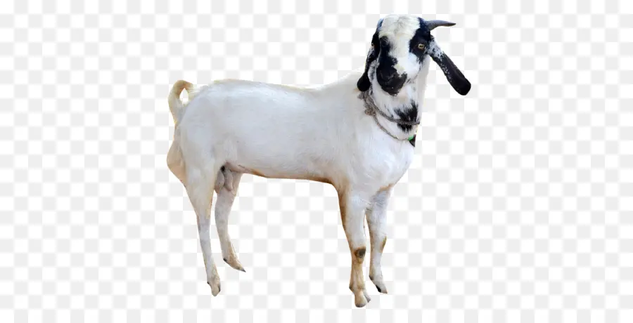 Kambing，Domba PNG