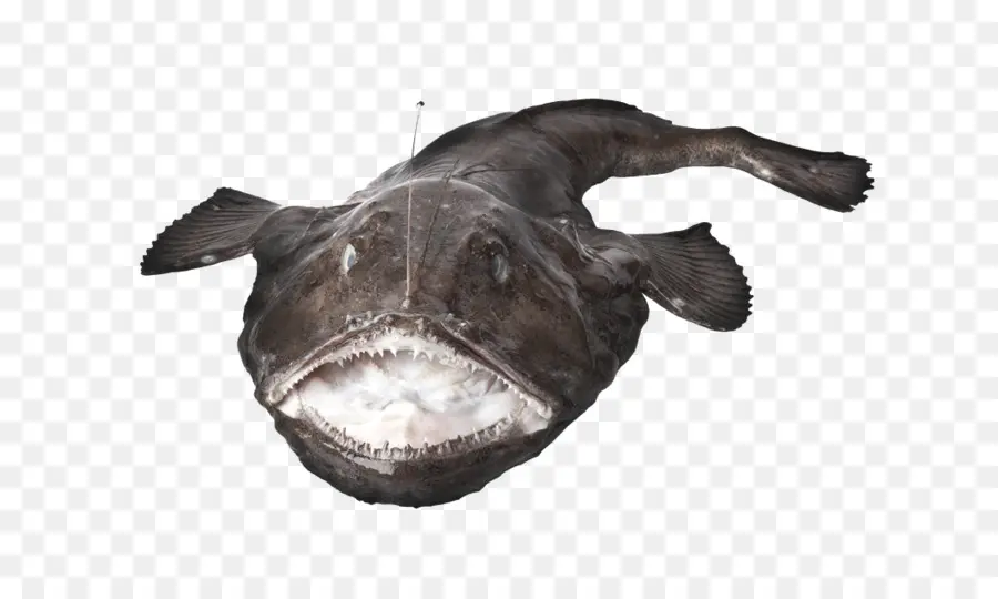 Ikan Pemancing，Ikan PNG