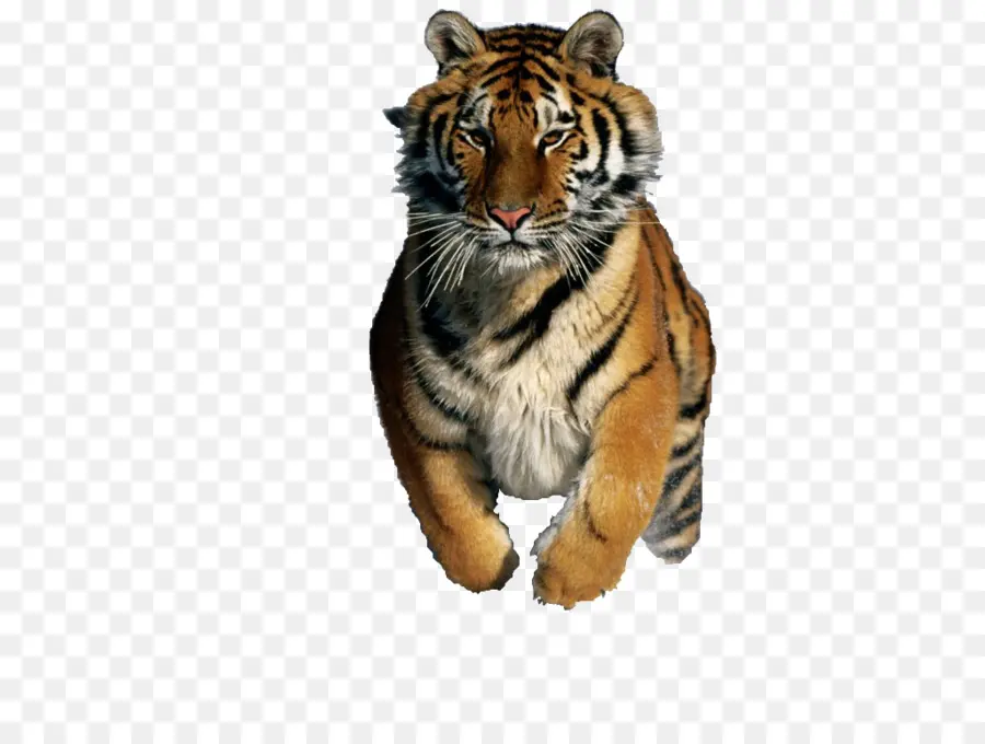 Harimau Beristirahat，Hewan PNG