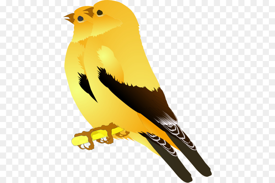 Burung Kuning，Burung PNG