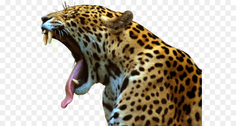 Macan Tutul, Jaguar, Felidae gambar png