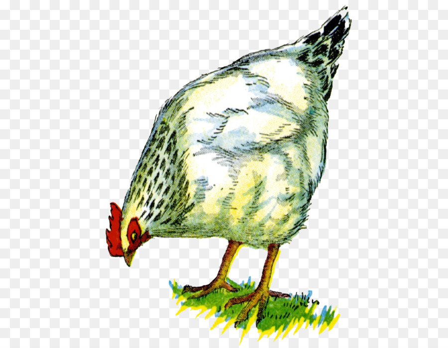 Ayam，Gambar PNG