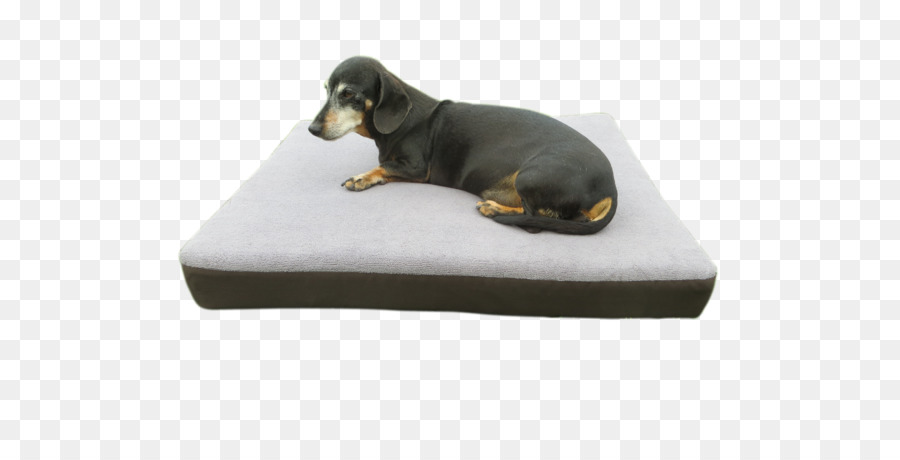 Anjing Berkembang Biak，Dachshund PNG