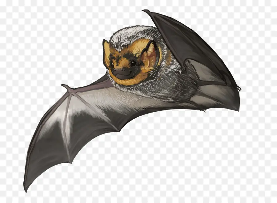 Kelelawar，Kitti Ini Hognosed Bat PNG