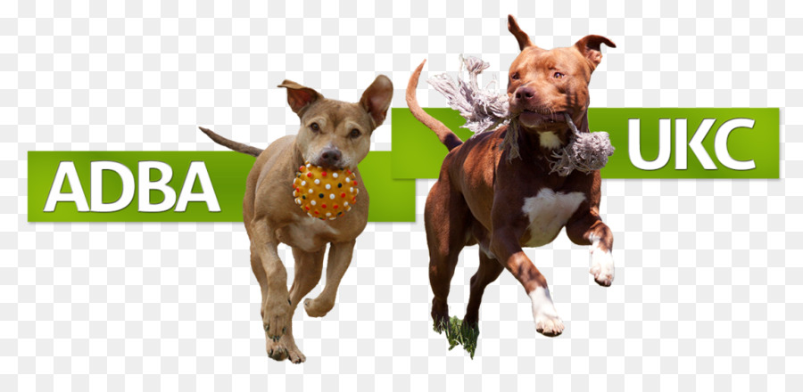 Anjing Berkembang Biak American Pit Bull Terrier American Staffordshire Terrier Gambar Png