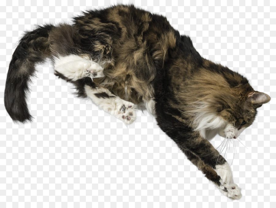 Kumis，Maine Coon PNG