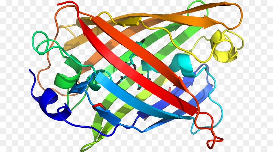 Struktur Protein，Biologi PNG