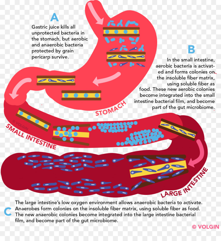 Sistem Pencernaan，Perut PNG