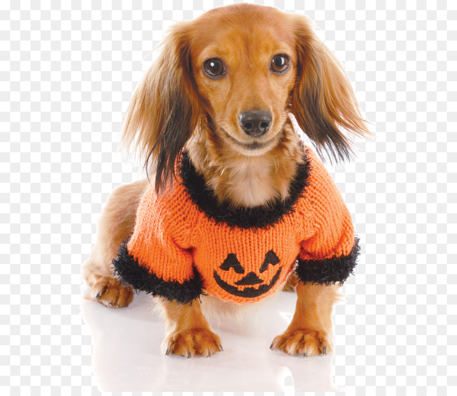 Anjing Dengan Sweater Halloween，Peliharaan PNG