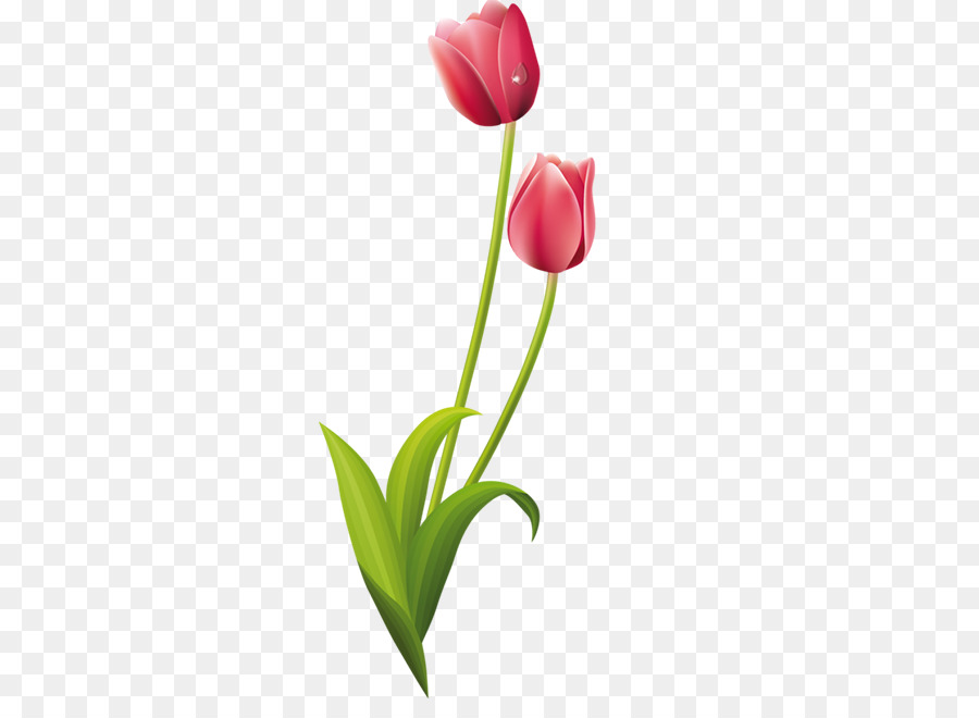 Tulip Bunga Gambar Bunga Gambar Png