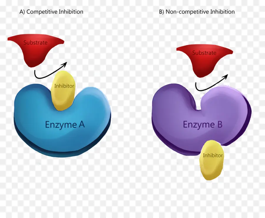 Penghambatan Enzim，Enzim PNG