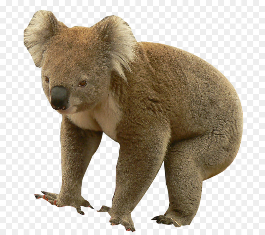 Koala，Berbulu PNG