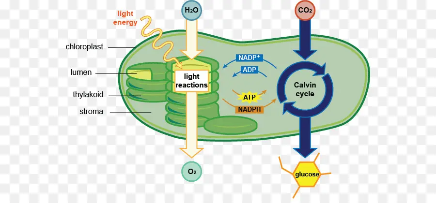 Diagram Fotosintesis，Kloroplas PNG