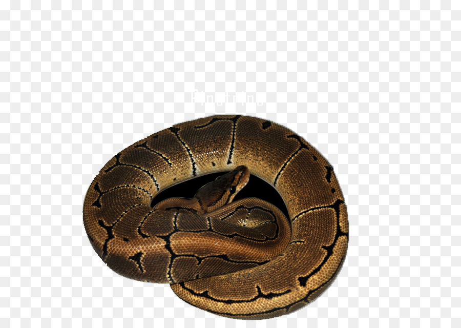 Boa，Reptil PNG