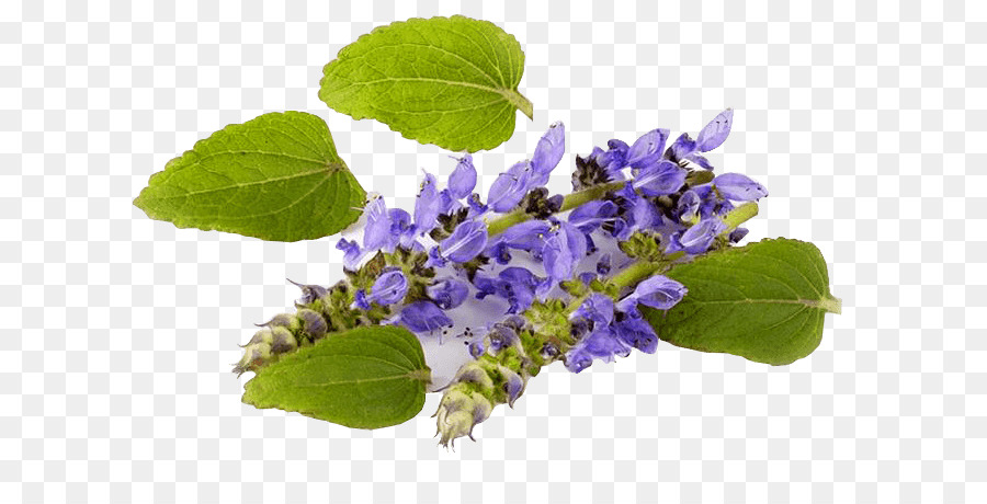 Plectranthus Berjanggut，Forskolin PNG