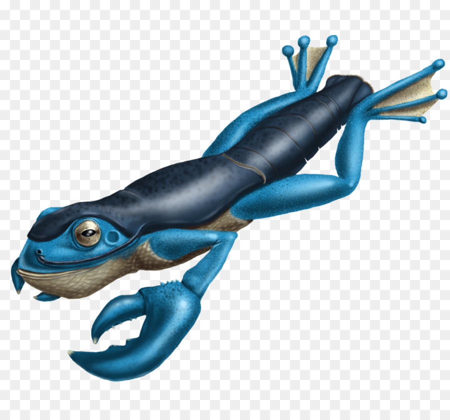 Katak，Katak Pohon PNG