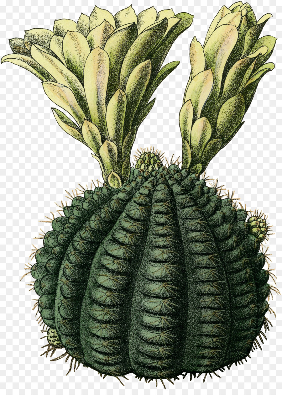 Citroen Cactus M，Sayuran PNG