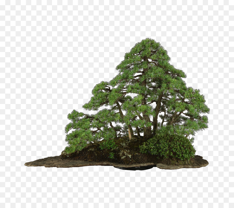 Pohon Bonsai，Miniatur PNG