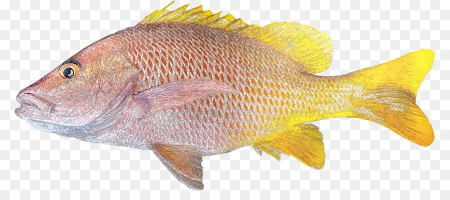 Ikan，Ikan Pipih PNG