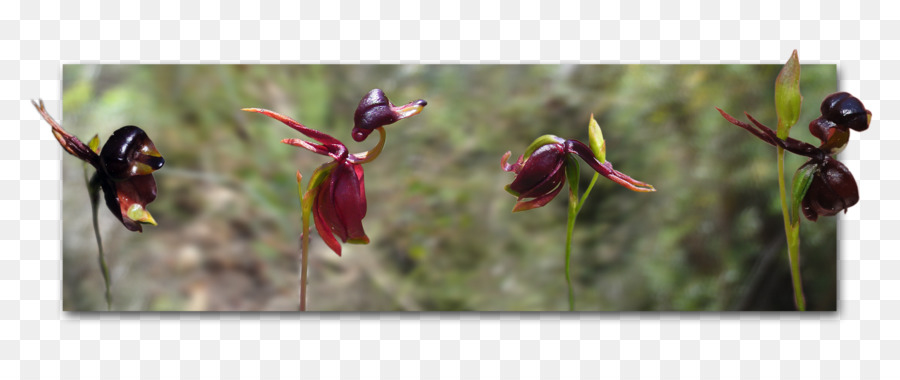 Besar Duck Orchid，Caleana PNG