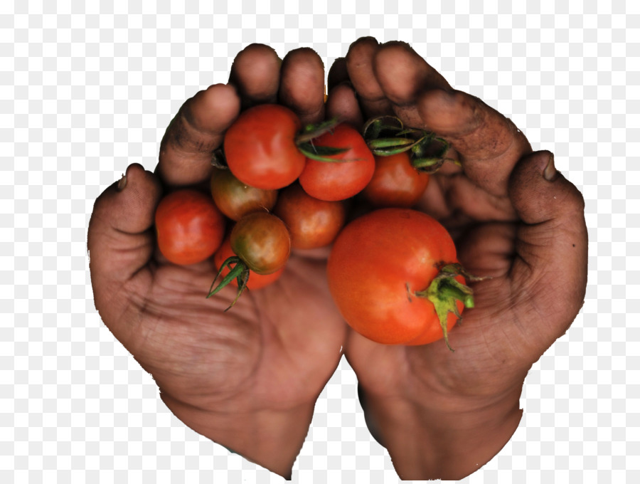 Tomat Plum，Makanan PNG