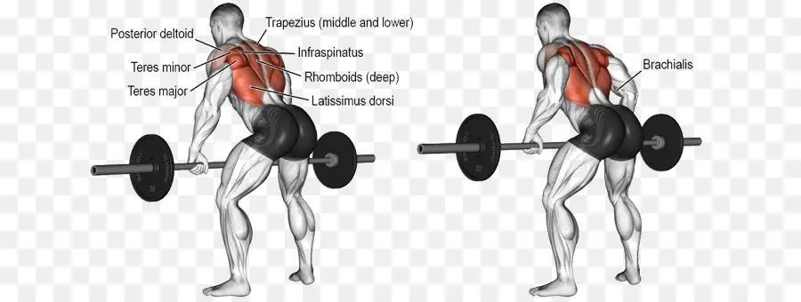 Diagram Latihan，Otot PNG