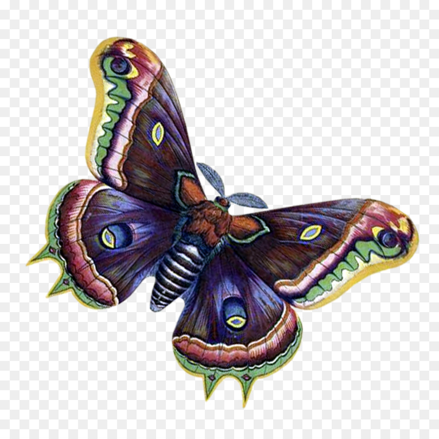 Kupu Kupu Monarch，Kupu Kupu PNG