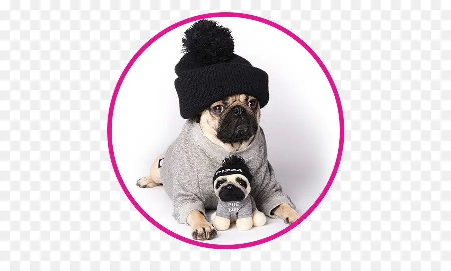 Pug，Anjing PNG