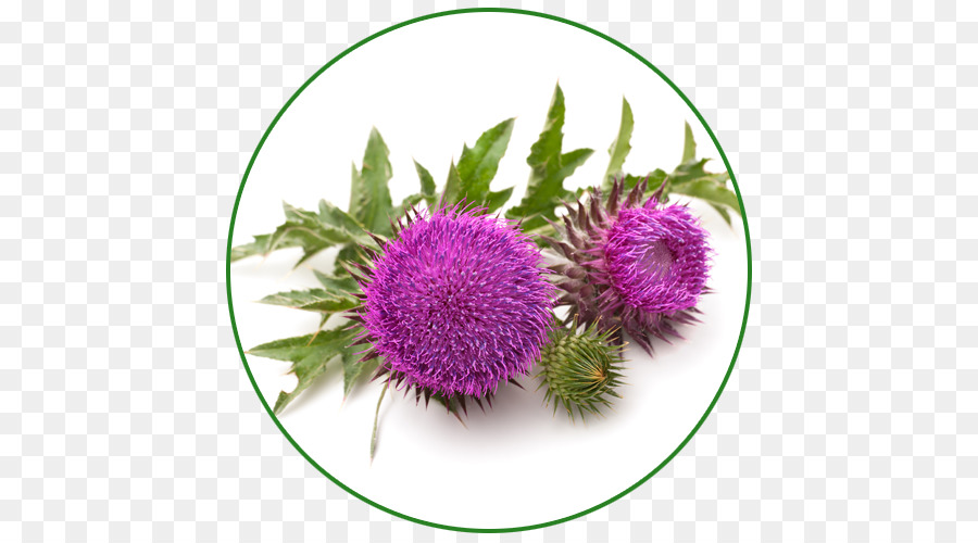 Susu Thistle，Thistle PNG