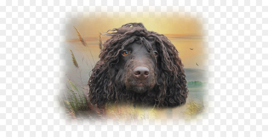 Bidang Spaniel，Air Spaniel Irlandia PNG