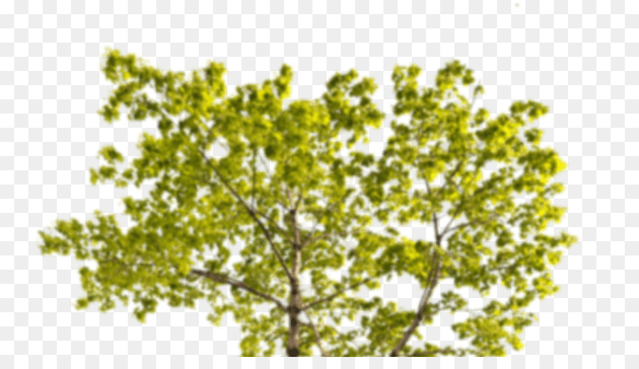 Pohon，Norwegia Maple PNG