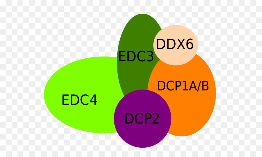 Decapping Kompleks，Dcp1a PNG