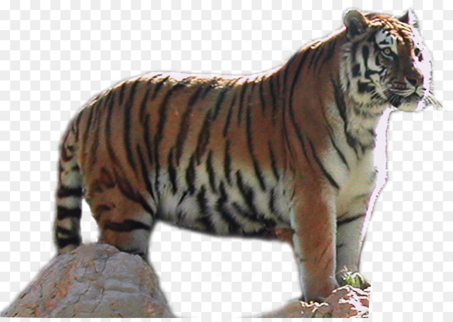 Harimau Putih，Harimau PNG