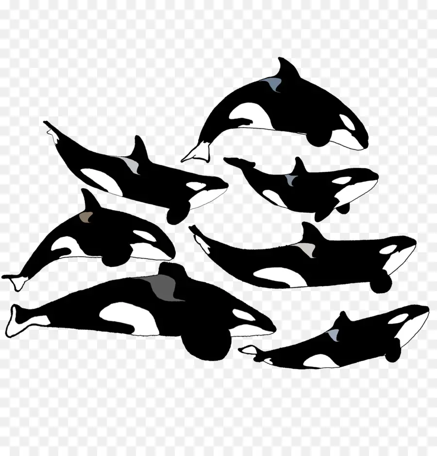 Orca，Paus PNG