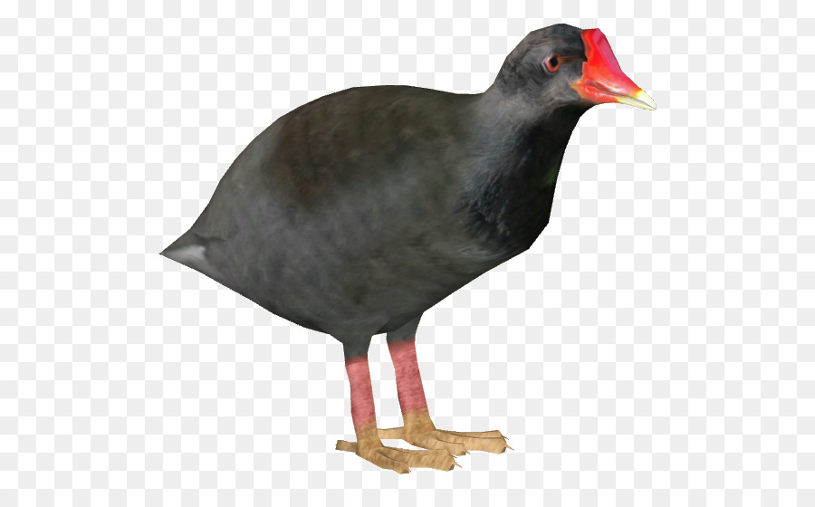 Paruh，Burung PNG