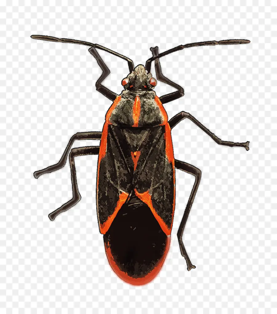 Serangga，Longhorn Beetle PNG