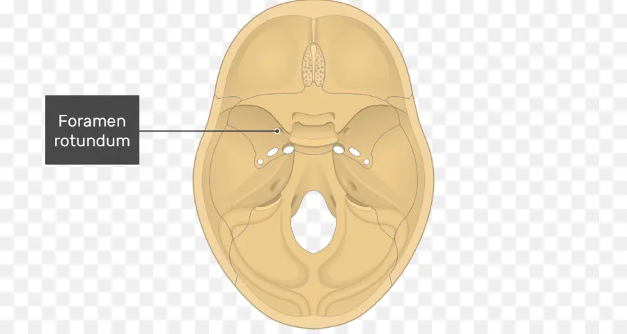 Foramen Rotunda，Tengkorak PNG