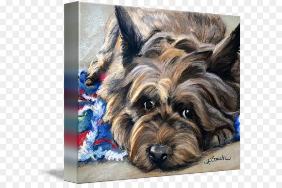 Yorkshire Terrier，Cairn Terrier PNG