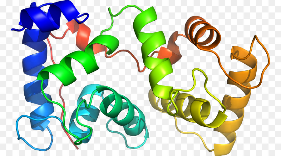 Struktur Protein，Molekul PNG