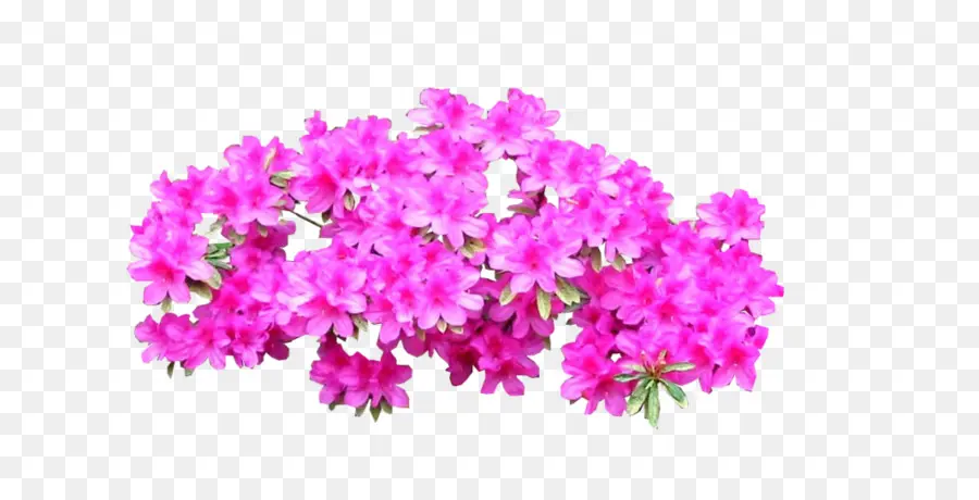 Azalea，Semak PNG