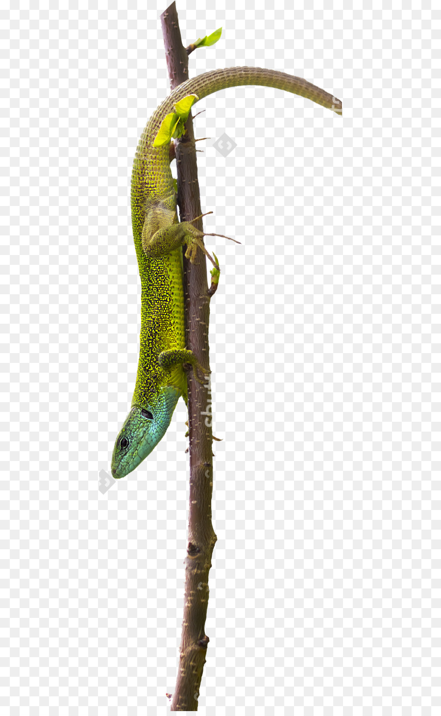 Reptil，Organisme PNG
