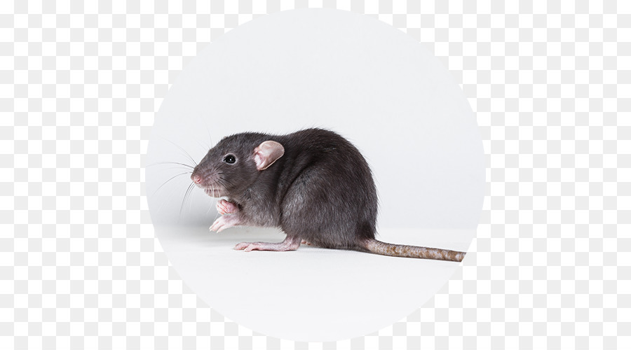 Tikus Abu Abu，Hewan Pengerat PNG