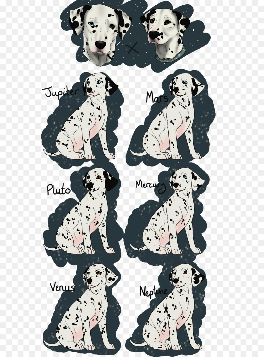 Anjing Dalmatian，Anjing Berkembang Biak PNG