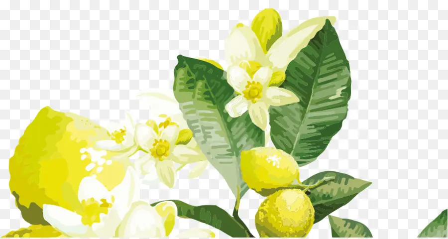 Lemon，Daun Daun PNG