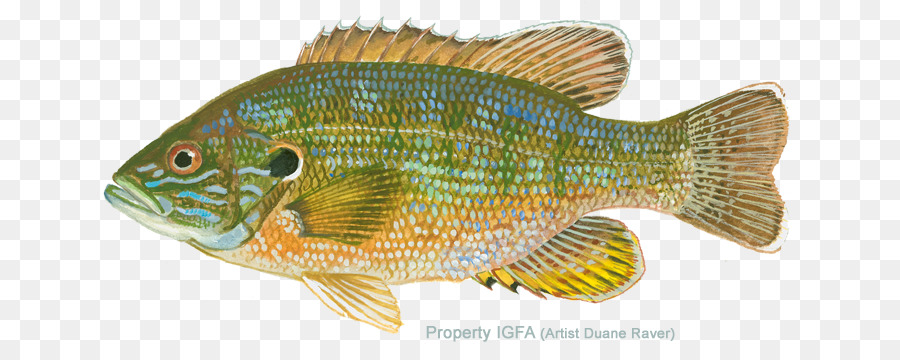 Ikan，Akuatik PNG